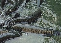 《三耳魚路亞黑魚》2015秋季路亞黑魚雷強視頻 第25集