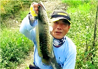 《三耳魚路亞黑魚》2017秋季雷強系列之二十二