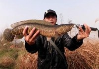 《三耳魚路亞黑魚》2015冬季路亞黑魚雷強視頻 第1集