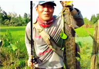 《三耳魚路亞黑魚》2016 夏季路亞黑魚雷強之12