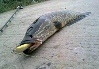 《三耳魚路亞黑魚》2015秋季路亞黑魚雷強視頻集錦