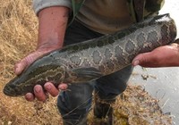 《三耳魚路亞黑魚》2015春季路亞黑魚雷強視頻 第4集