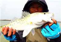 《藍旗魚小汐路亞視頻》路亞達人肖哥冬釣東海獵鱸