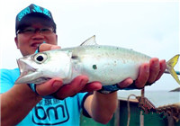 《藍旗魚小汐路亞視頻》小汐瘋狂的海釣之行