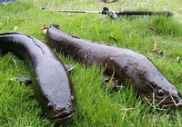 《藍旗魚小汐路亞視頻》路亞北大荒千鳥湖爆釣巨黑