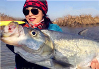 《藍旗魚小汐路亞視頻》小汐大水面野釣 多次擒獲大型鱸魚
