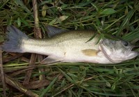 《藍旗魚小汐路亞視頻》再戰東海擒獲大鱸魚