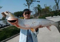 《藍旗魚小汐路亞視頻》江蘇泰州路亞野河擒獲50斤大鳡魚(下)