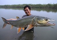《藍旗魚小汐路亞視頻》江蘇泰州路亞野河超級大鳡魚(上)
