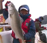 《藍旗魚小汐路亞視頻》海鱸之旅2015海鱸第一季