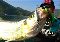 《藍旗魚小汐路亞視頻》 實戰深水米翹之紅水河跳大結構