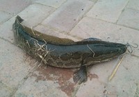 《藍旗魚小汐路亞視頻》黑龍江虎林濕地爽釣10斤大黑魚