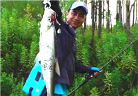《藍旗魚小汐路亞視頻》 小汐秘境釣獲鱤魚