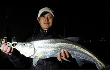 《藍旗魚小汐路亞視頻》冬季夜晚路亞翹嘴鲌