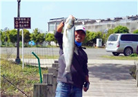 《藍旗魚小汐路亞視頻》小汐搜索南通生態園 路友一竿中巨物慘跑魚