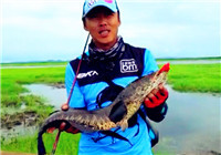 《藍旗魚小汐路亞視頻》 同山千鳥湖擒獲大黑魚