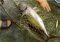 《藍旗魚小汐路亞視頻》 南海深海路亞黃鰭金槍魚