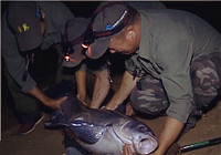 《我的7日江湖》第10期 老鬼隊深夜拋竿探釣 擒獲125cm青魚（上）