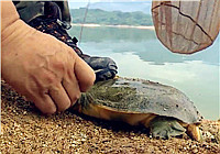 《我的7日江湖》第11期 老鬼隊掛白條誘魚意外中獲甲魚（上）