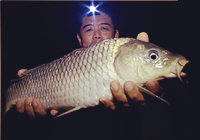 《我的7日江湖》第6期 寶飛龍釣獲花鰱，老鬼隊夜釣大鯉（下）