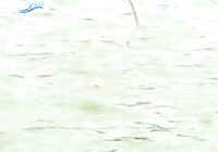 《釣大魚不是夢》王桂龍PK爭霸賽智斗40斤大青魚