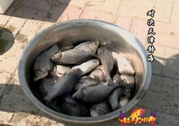 《釣點大對決》第42集 天津金窩德垂釣園鯽魚PK賽