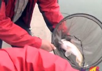 《釣點大對決》第20集 對決常興莊漁場釣魚視頻(二)