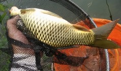 《釣點大對決》第38集 再戰馬坡綠茵垂釣園