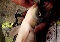 《釣技百事通》10 休閑黑坑如何釣好鯉魚(下)