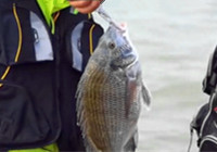 《釣技百事通》 2015 第41集 地瓜南通海釣擒獲黑鯛魚