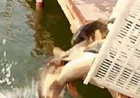 《釣技百事通》09 休閑黑坑如何釣好鯉魚(上)
