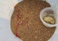 《發現絕活》第2集 民間野釣絕活泥巴方形底窩料