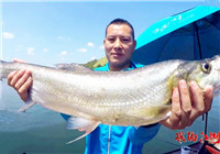 《筏釣江湖》第39期 丹江口水庫意外釣獲大翹嘴