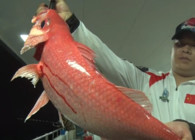 《筏釣江湖》第三季第50期：征戰西沙群島 力搏深海巨獸