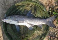 《鉤尖江湖》第2集 游釣東北首站探釣前馬水庫擒獲大青魚