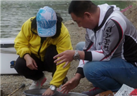《鉤尖江湖》 第32期 北京黑坑釣獲鯉魚