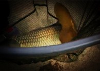《鉤尖江湖》第一季 第55期 小崔馬哈拉水庫拉巨鯉(下）