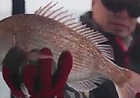 《海釣玩家》第42集 非常完美-新西蘭（中）