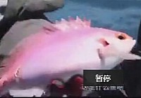 《海釣玩家》第43集 非常完美-新西蘭（上）