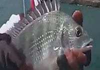 《海釣玩家》第57集 游釣夏日漁山歡樂釣魚視頻
