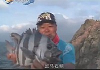 《海釣玩家》第50集 海礁追蹤石鯛（下）海釣之旅