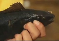 《海釣玩家》第54集 一個人的澳大利亞海釣之旅（一）