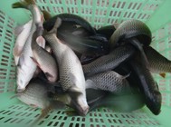 《黑坑江湖》第三季 第17集 濟南黑坑釣鯉魚郭子逆襲
