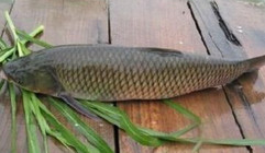 《黑坑江湖》第二季 第27集 昆山釣獲大青魚(下)