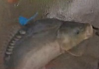 《黑坑江湖》第二季 第5集 澳海漁場