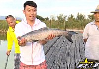 《黑坑江湖》第二季 第6集 懷來西大溏釣魚公園