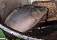 《去釣魚》第13集 埃及探釣大物之旅