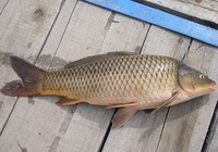 《去釣魚》第69集 野釣鯉魚的線組搭配技巧