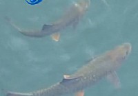 《去釣魚》第20集 跟鄭博元武夷山考察