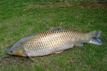 《去釣魚》第85集 遼寧盤錦野釣江湖挑戰巨物池塘